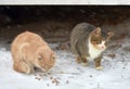 Two homeless freezing cats outdoors in the snow