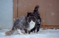 Two homeless freezing cats outdoors in the snow