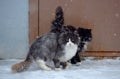 Two homeless freezing cats outdoors in the snow