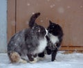 Two homeless freezing cats outdoors in the snow