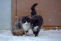 Two homeless freezing cats outdoors in the snow