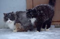 Two homeless freezing cats outdoors in the snow