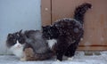 Two homeless freezing cats outdoors in the snow