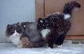 Two homeless freezing cats outdoors in the snow