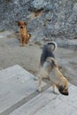 Two homeless hungry dogs in Turkey.