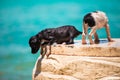 Two homeless puppy on the beach Royalty Free Stock Photo