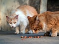 Two homeless red-headed cats are eating cat`s food outdoors. Help to homeless animals