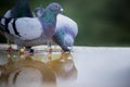 Two homing pigeon brid drinking water on roof floor Royalty Free Stock Photo