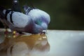 Two homing pigeon brid drinking water on roof floor Royalty Free Stock Photo