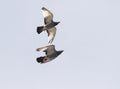 Two homing pigeon brid flying over sky Royalty Free Stock Photo