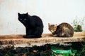 two Homless Cats sits black and brown