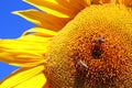 Two honey bees collecting nectar from a sunflower blossom Royalty Free Stock Photo