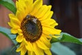 Two honey bees on sunflower in bloom collect flower nectar and pollen Royalty Free Stock Photo