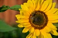 Two Honey Bees On Sunflower In Bloom Collect Flower Nectar And Pollen