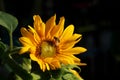 Two honey Bees on a sunflower. Royalty Free Stock Photo