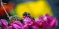 two honeybees in pink looking for pollen in pink flowers