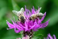 Two honeybees pollinating the same pink violet flower