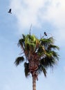 two hooded crows with one flying and the other in perched in a palm tree Royalty Free Stock Photo