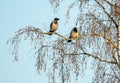 Two hooded crows resting in a tree on a cold winters morning Royalty Free Stock Photo