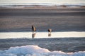 Two hooded crows walking on the frozen beach of Baltic sea on sunset Royalty Free Stock Photo