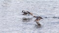 Two hooded mergansers flying low over water