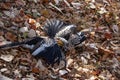 Two horn-bill male birds fighting