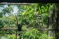 Two hornbills in cage in zoo Royalty Free Stock Photo