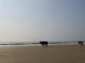 Two horned bulls walk down the sandy beach opposite the sea. Indian cow, holy cow, sacred animal Royalty Free Stock Photo