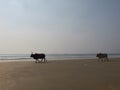 Two horned bulls walk down the sandy beach opposite the sea. Indian cow, holy cow, sacred animal Royalty Free Stock Photo