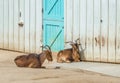 Two horned goats lying outside in the dirt Royalty Free Stock Photo