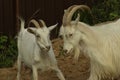 Two horned goats playing with each other Royalty Free Stock Photo