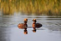 Two Horned grebes in the lake Royalty Free Stock Photo