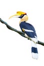 An isolated female two horned hornbill in white background