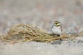 Two horned larks Eremophila alpestris resting between coloured stones on the beach of Heligoland. White coloured sand with colou Royalty Free Stock Photo