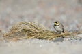 Two horned larks Eremophila alpestris resting between coloured stones on the beach of Heligoland. White coloured sand with colou Royalty Free Stock Photo