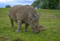 Two-horned Rhinoceros Royalty Free Stock Photo