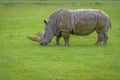 Two-horned Rhinoceros Royalty Free Stock Photo