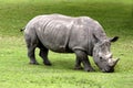 Two Horned Rhinoceros Royalty Free Stock Photo