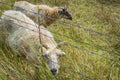 Two horned sheep together in a pasture Royalty Free Stock Photo