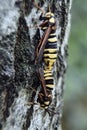 Two hornets on the bark of a tree Royalty Free Stock Photo