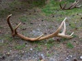 Two Horns of deer on the ground of the forest