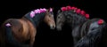 Two  Horse on black with flowers in mane Royalty Free Stock Photo