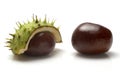 Two Horse Chestnuts Royalty Free Stock Photo
