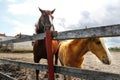 Two horse close up on farm ranch background. Two horses embracing in friendship. Cloudy weather. Reiki therapy Royalty Free Stock Photo