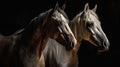 Two horse close up isolated on black background Royalty Free Stock Photo