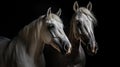 Two horse close up isolated on black background Royalty Free Stock Photo