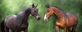 Two Horse close up Royalty Free Stock Photo