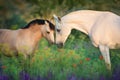 Two horse close up portrait Royalty Free Stock Photo