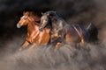 Two horse in desert storm Royalty Free Stock Photo