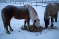 Two-horse eating hay in the winter in the north of Sweden Royalty Free Stock Photo